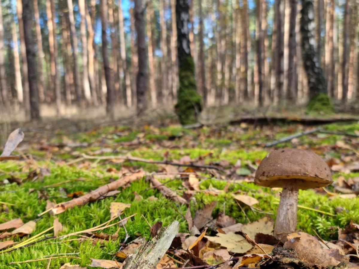 Pensjonat Lesniczowka Słubice Exteriör bild